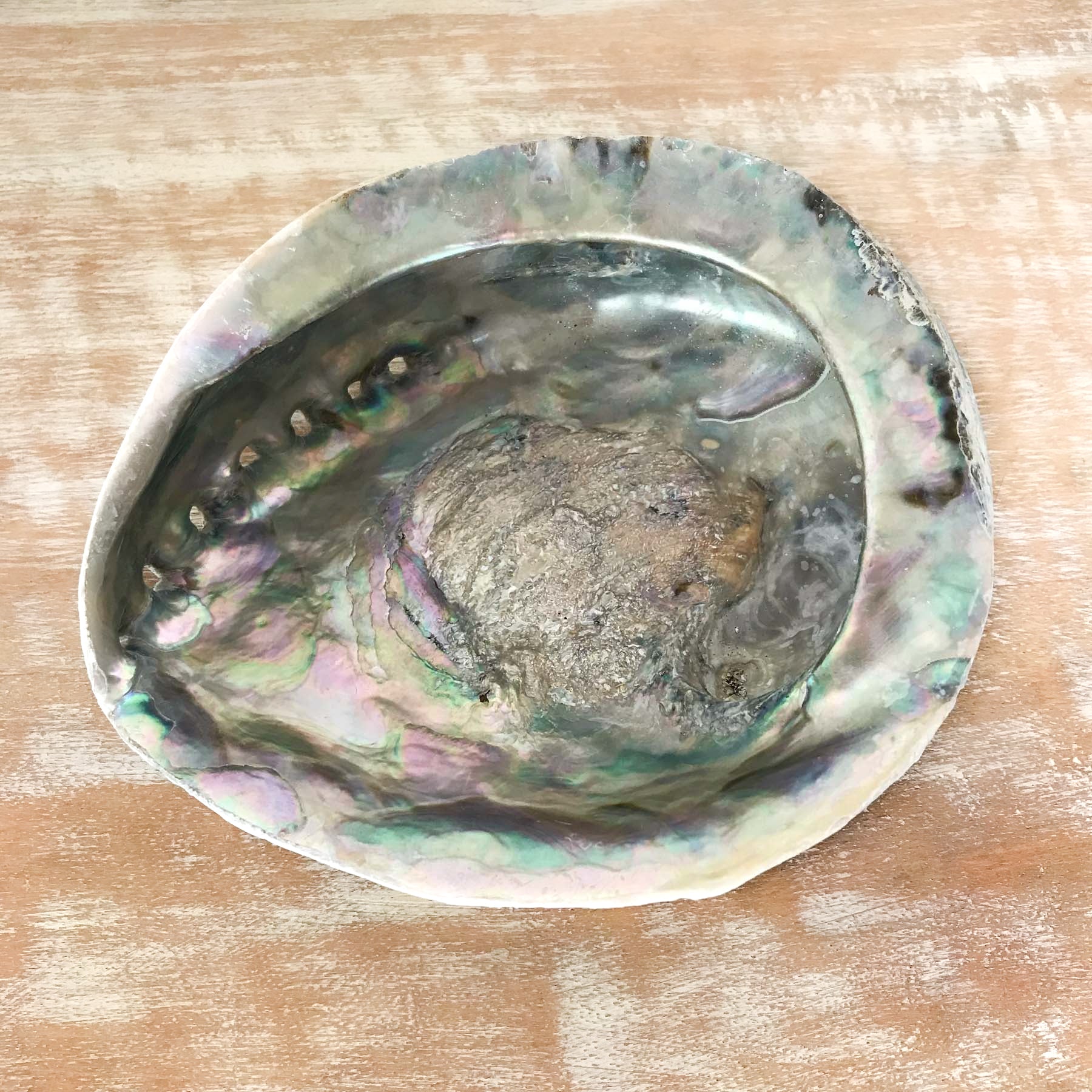 Guscio di abalone grande XL