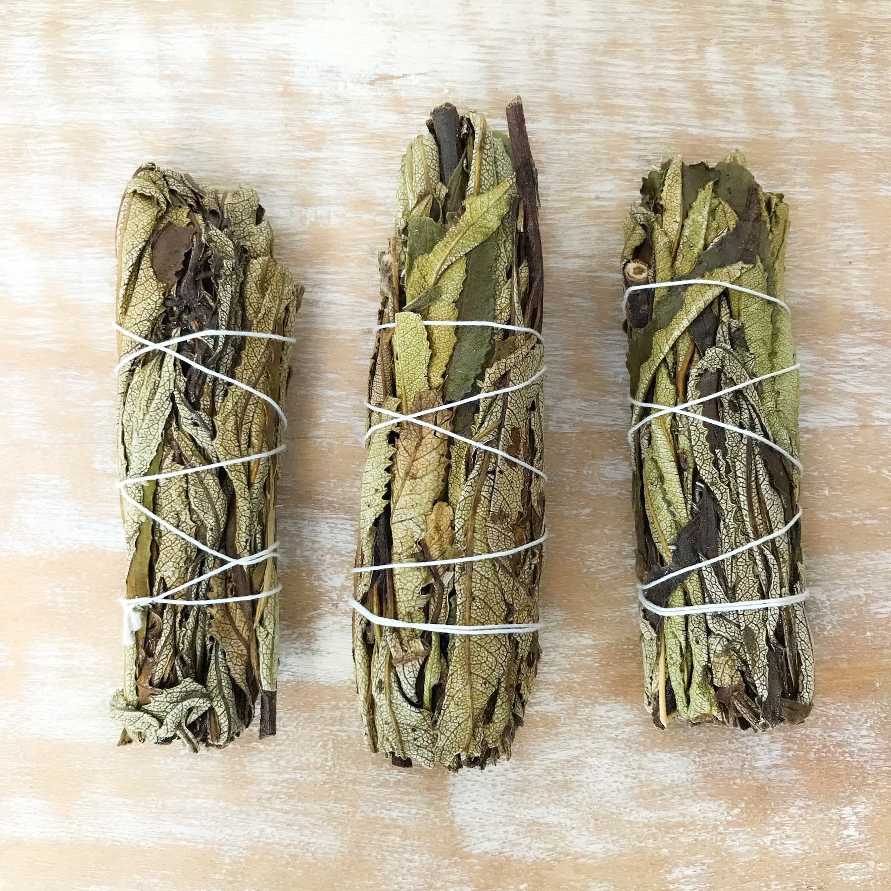 Yerba Santa - Eriodictyon Californicum