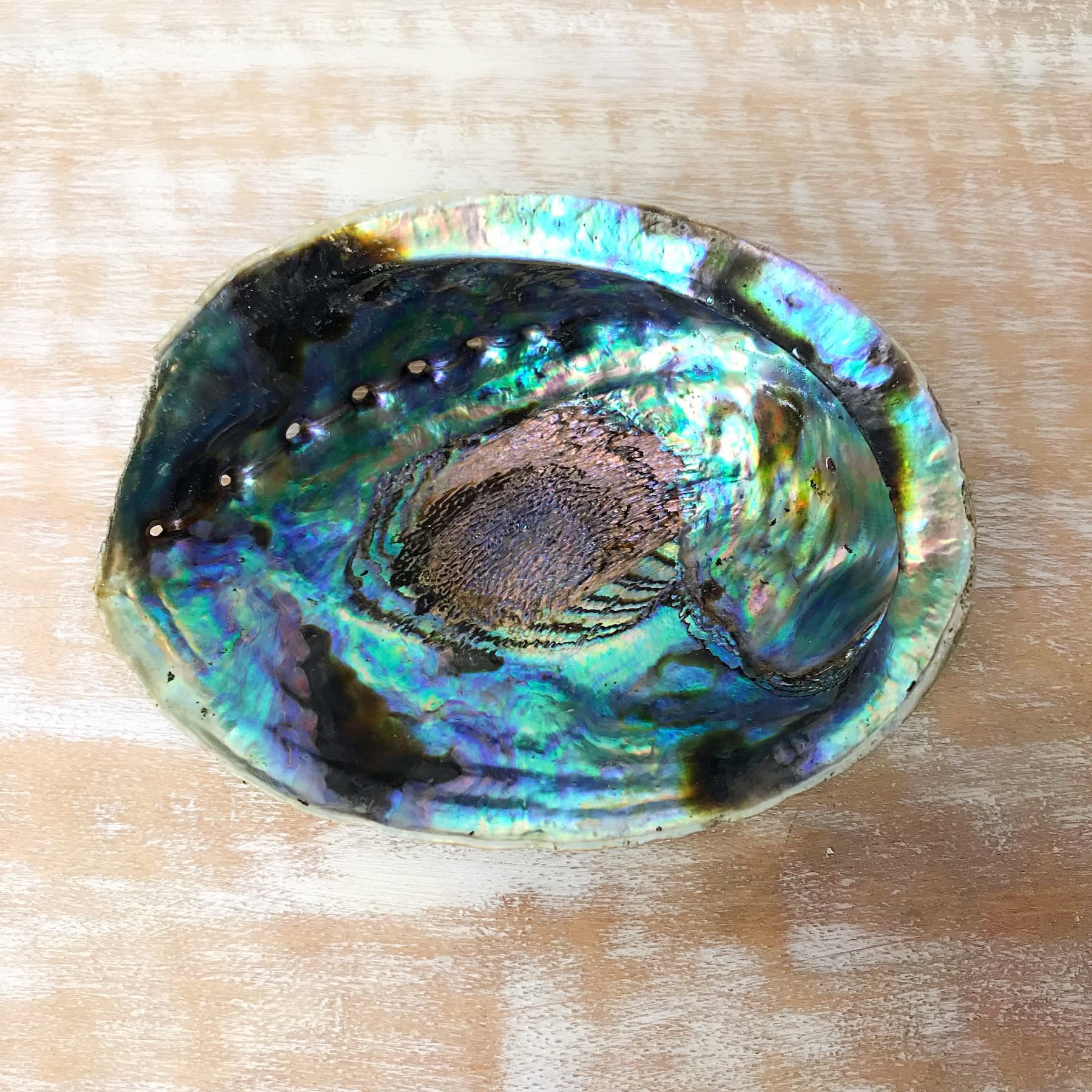 Conchiglia di abalone verde