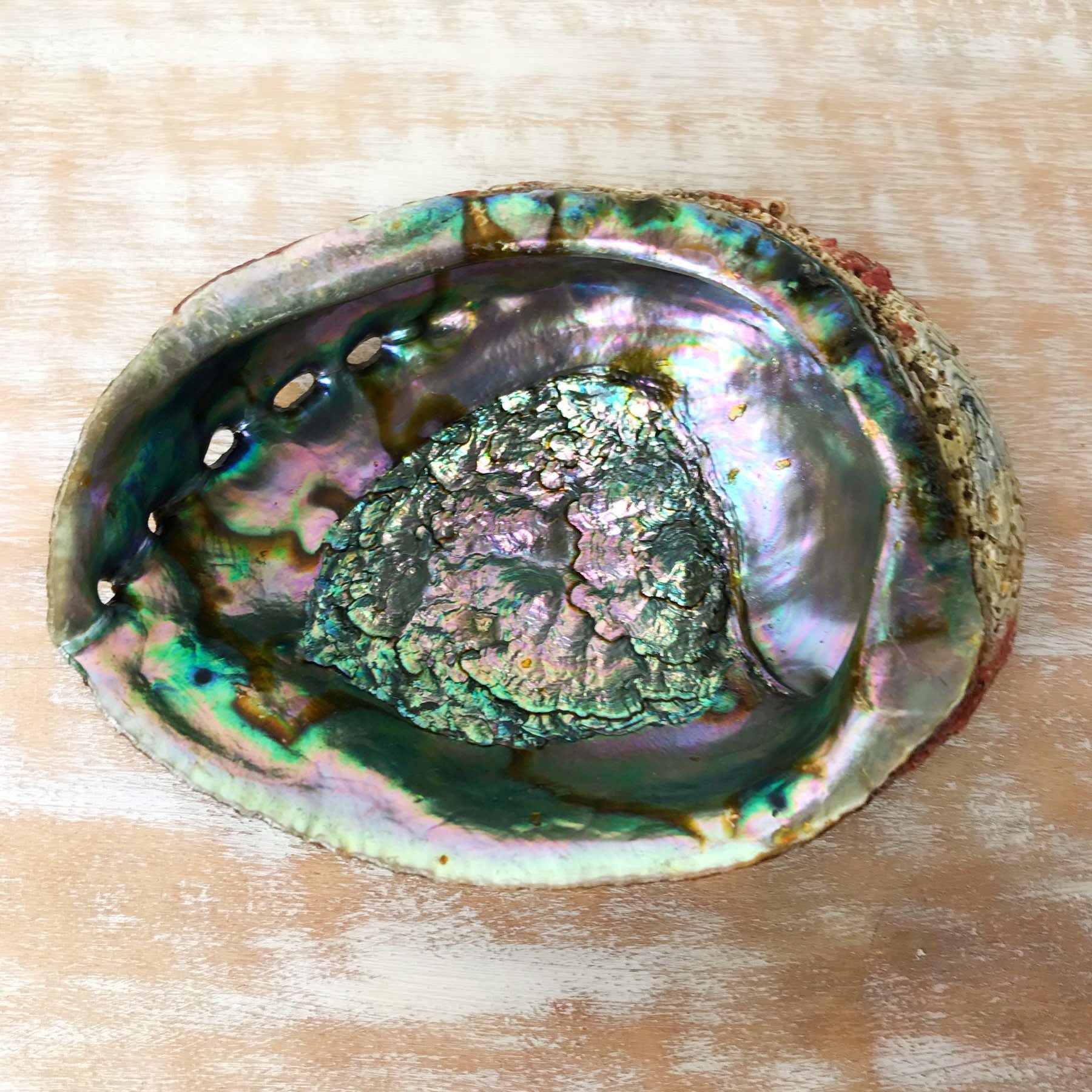 Guscio di abalone standard